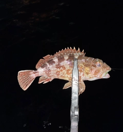 カサゴの釣果