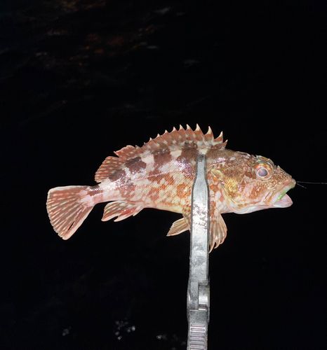カサゴの釣果