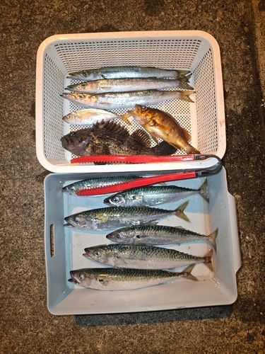 クロソイの釣果