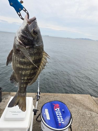 チヌの釣果