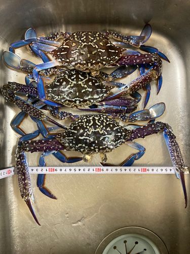 タイワンガザミの釣果