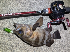 メバルの釣果