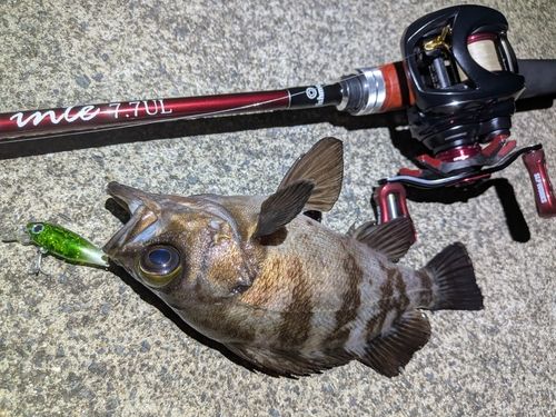 メバルの釣果