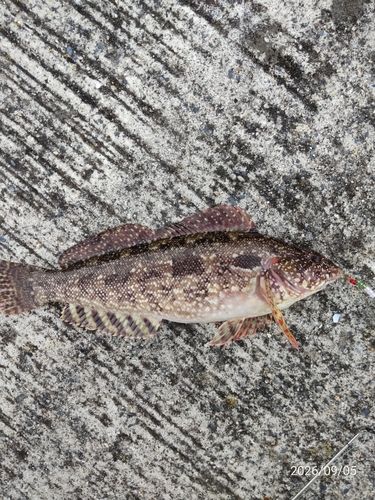 アイナメの釣果