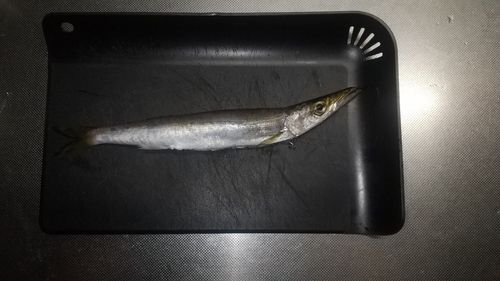 カマスの釣果
