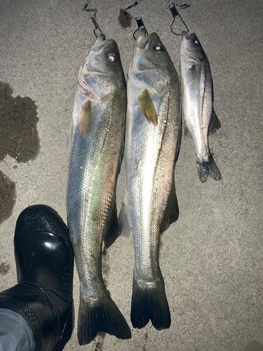フッコ（マルスズキ）の釣果