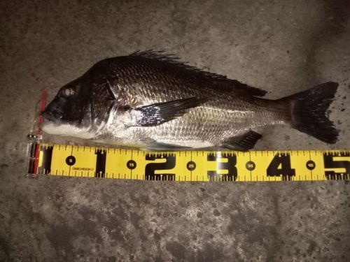 クロダイの釣果