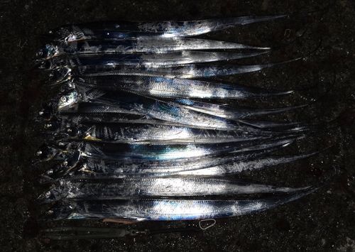 タチウオの釣果