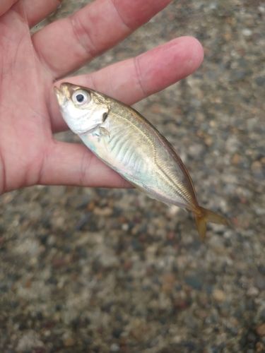 カタクチイワシの釣果