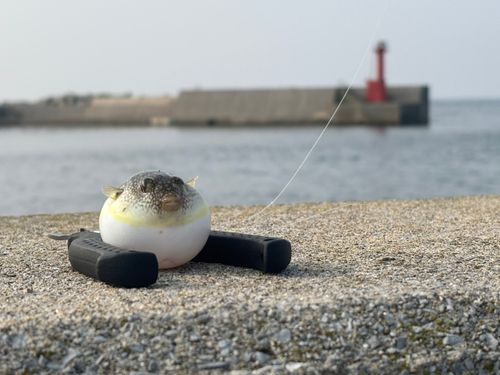 クサフグの釣果