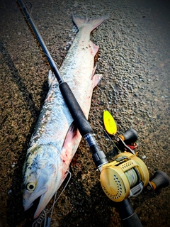 シロザケの釣果