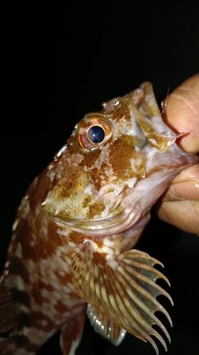 ガシラの釣果