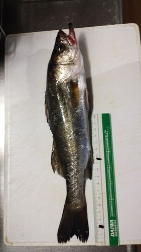 フッコ（ヒラスズキ）の釣果
