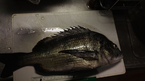 チヌの釣果