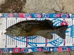 スモールマウスバスの釣果