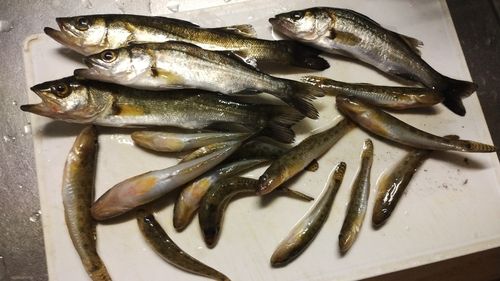 セイゴ（ヒラスズキ）の釣果