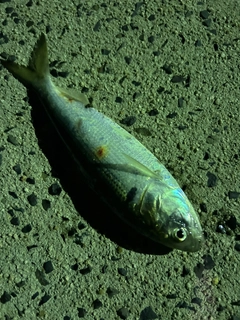 コノシロの釣果