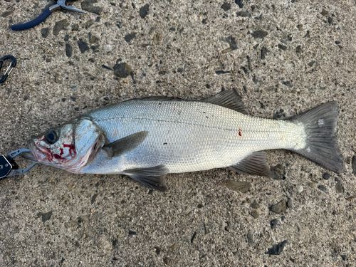 フッコ（ヒラスズキ）の釣果