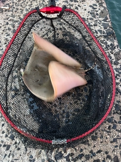 エイの釣果