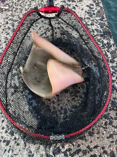 エイの釣果