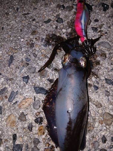 アオリイカの釣果