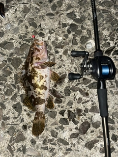 ベッコウゾイの釣果