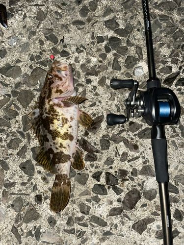 ベッコウゾイの釣果