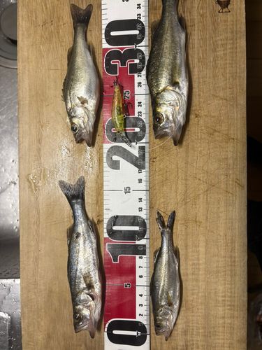 セイゴ（ヒラスズキ）の釣果