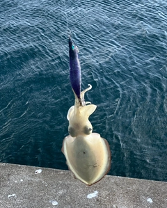 モンゴウイカの釣果