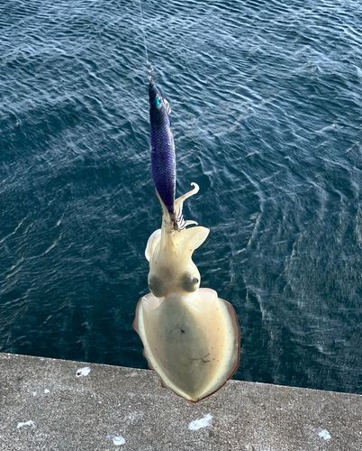 モンゴウイカの釣果