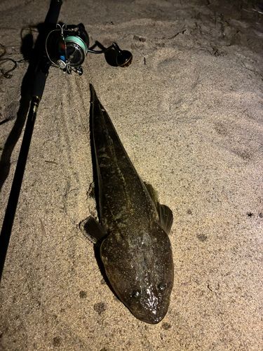 マゴチの釣果
