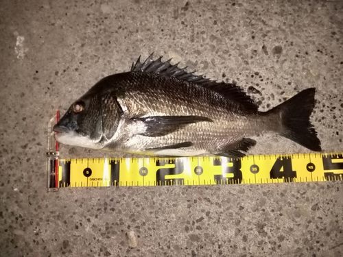 クロダイの釣果