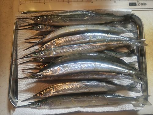 サヨリの釣果