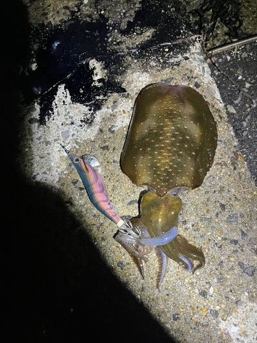 アオリイカの釣果