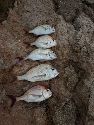 タイの釣果