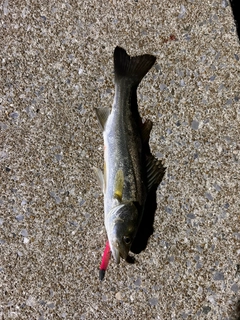 スズキの釣果