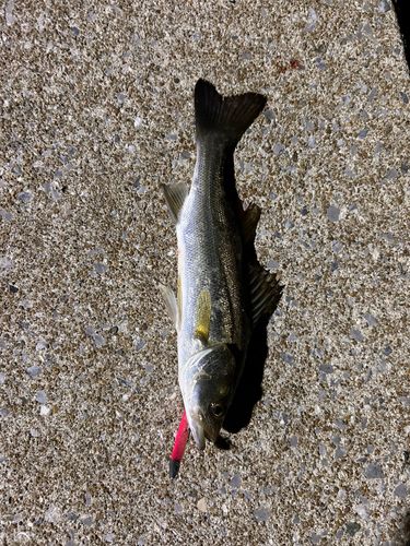 スズキの釣果