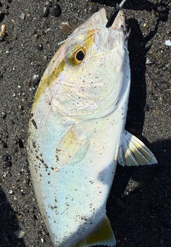 ハマチの釣果