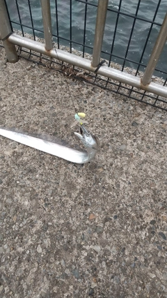 タチウオの釣果