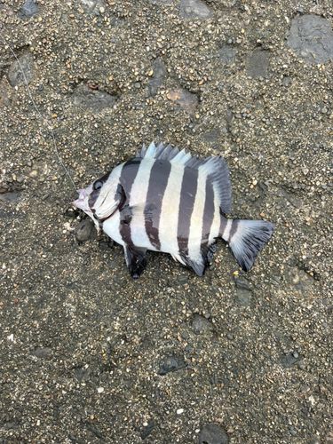 イシダイの釣果