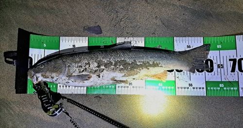 マルタウグイの釣果