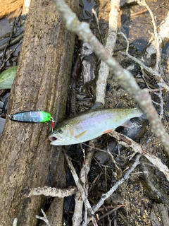 ニジマスの釣果
