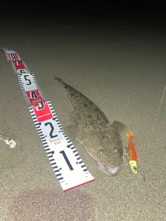 コチの釣果