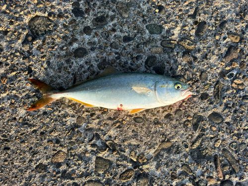 ワカシの釣果