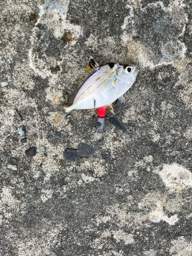 ヒイラギの釣果