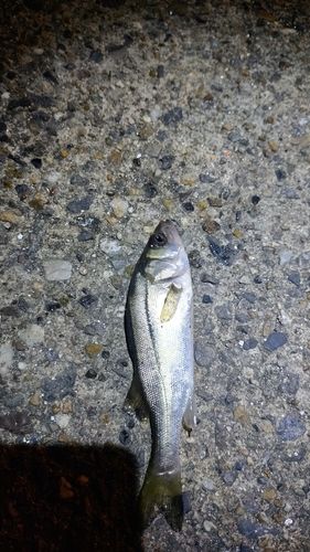 セイゴ（ヒラスズキ）の釣果