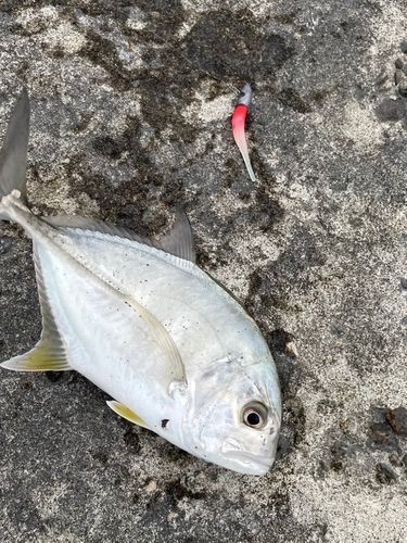 メッキの釣果