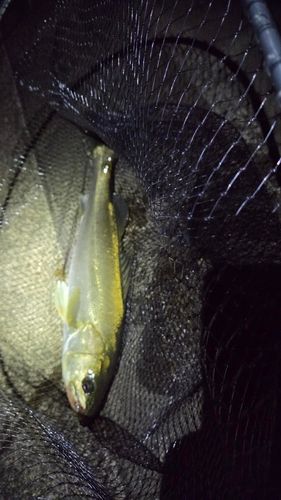 スズキの釣果