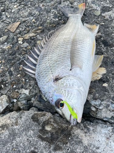 キビレの釣果