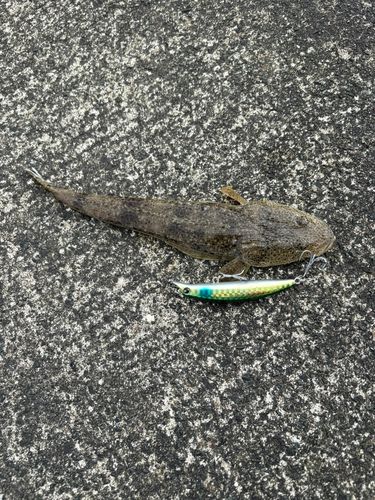 マゴチの釣果